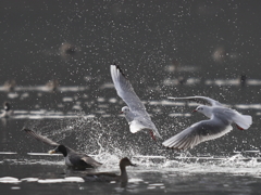 パンは渡さない！