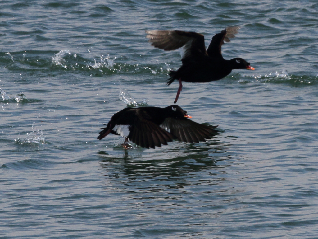 ビロードキンクロ