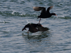 ビロードキンクロ