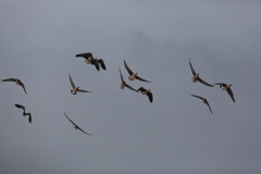 マガンとシジュウカラガン