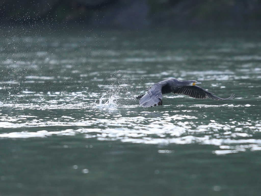 カワウのテイクオフ