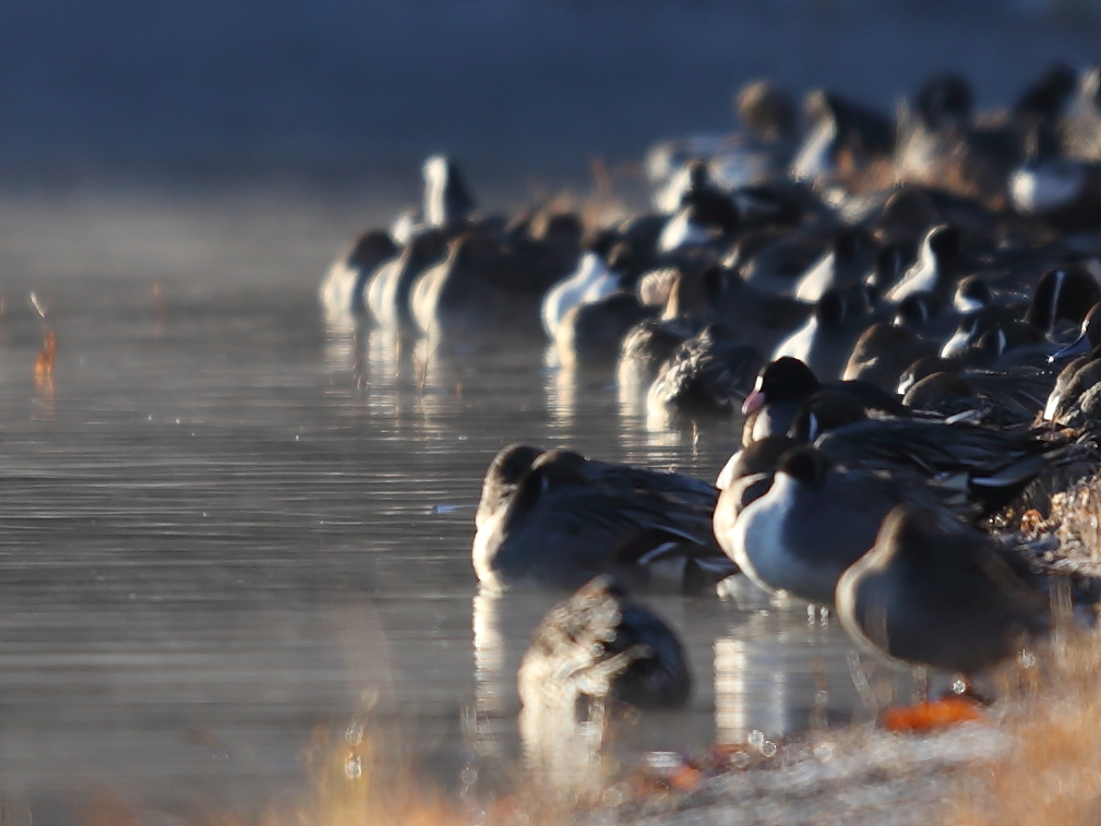 佇（たたず）む