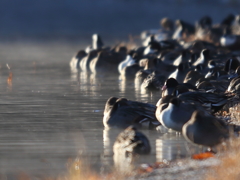 佇（たたず）む