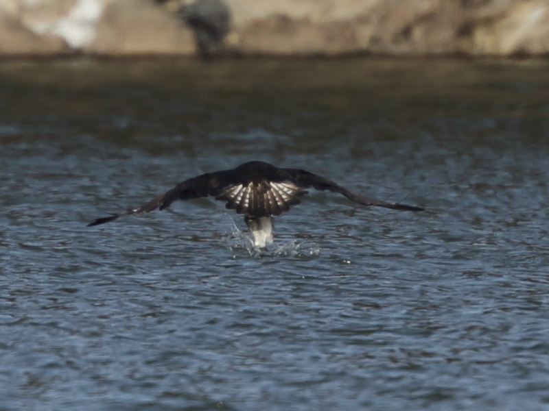 ②ミサゴの漁（失敗編）