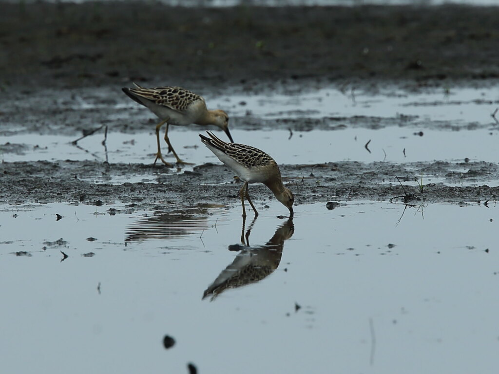 大沼の野鳥