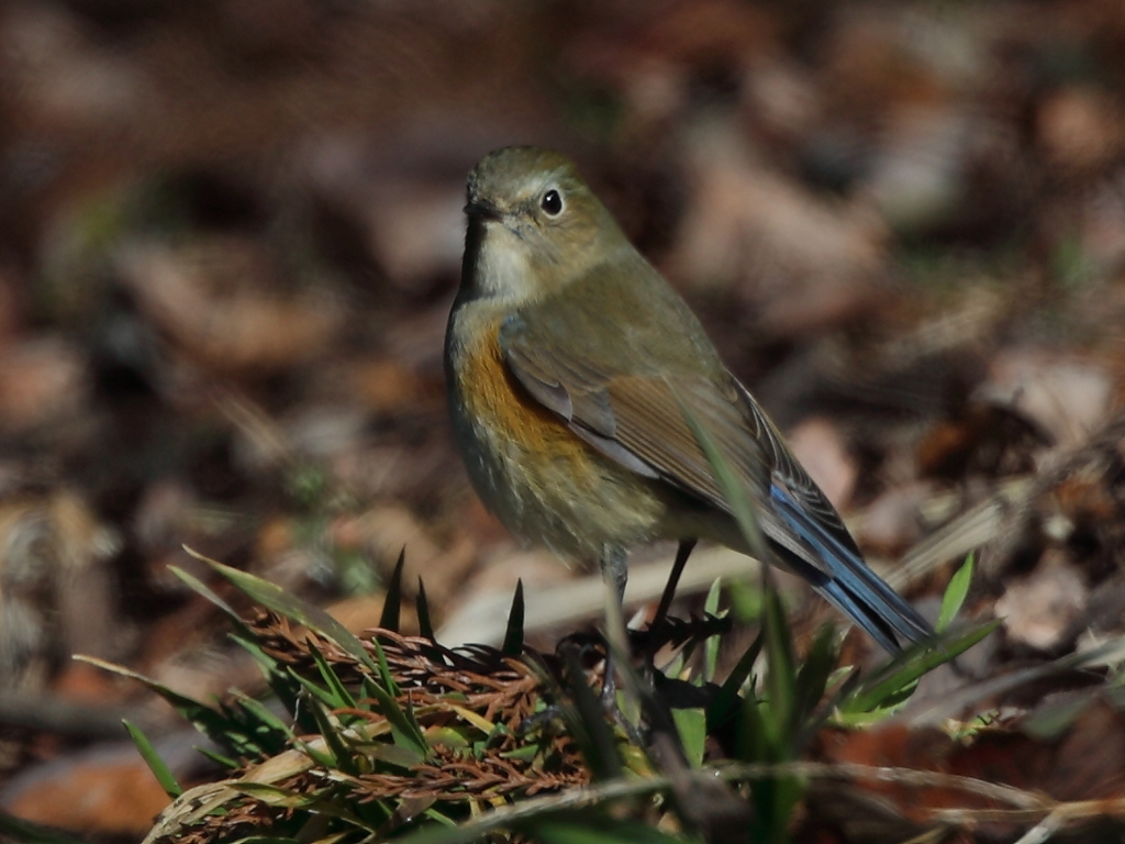 ルリビタキ♀