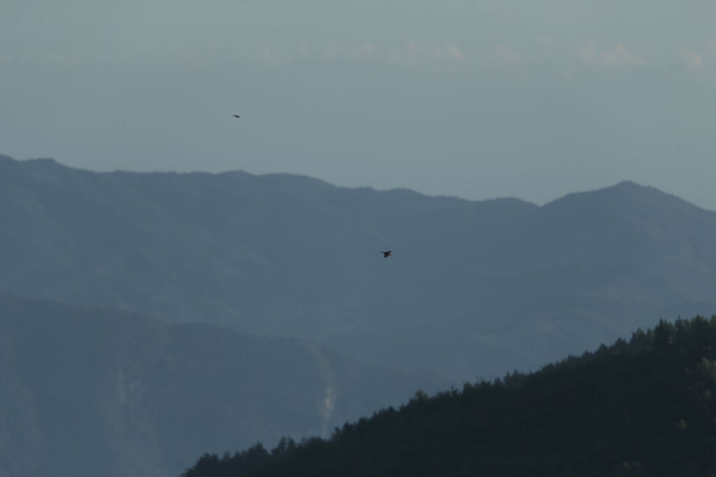 岩泉町高原