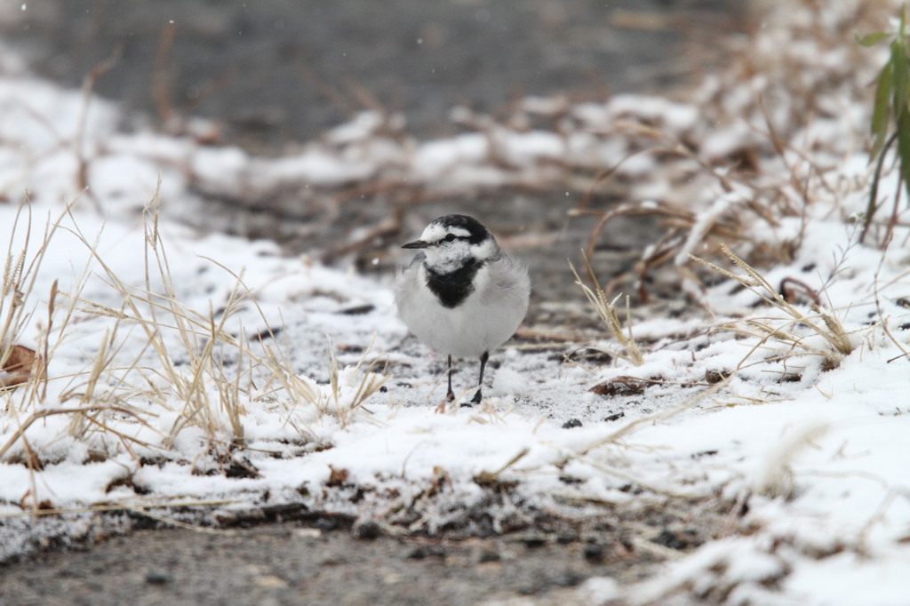 雪の降る野を♪