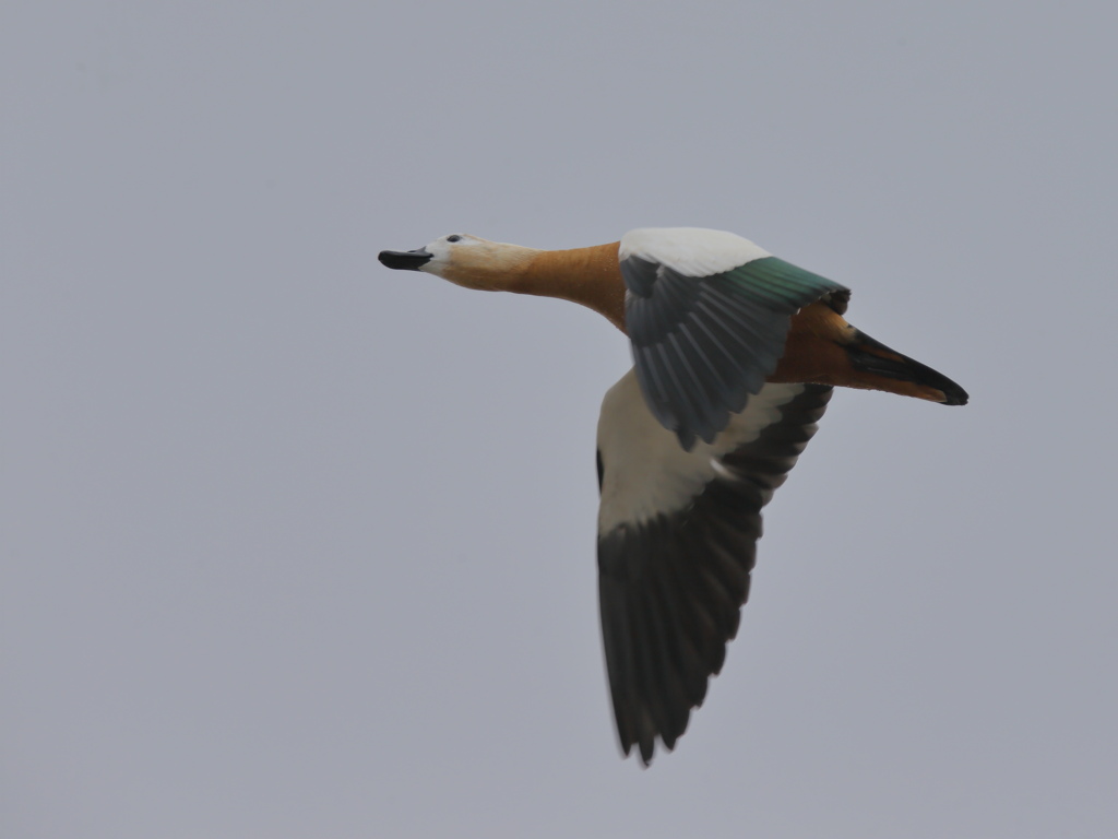 アカツクシガモ