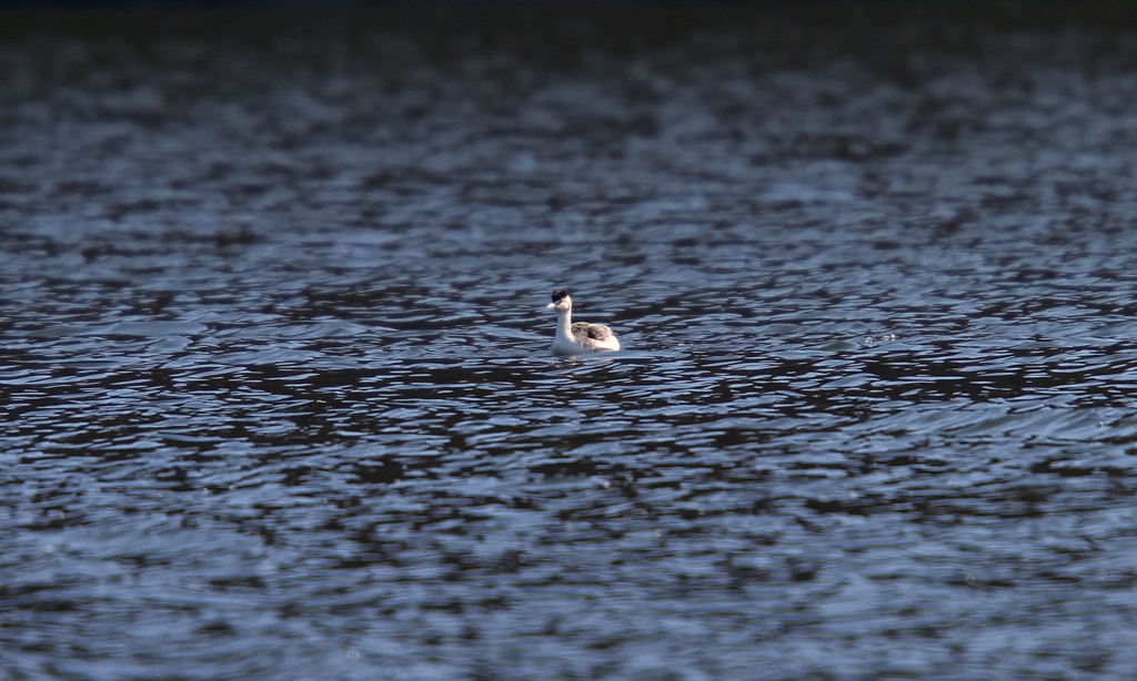 カンムリカイツブリ