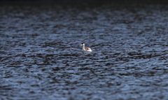 カンムリカイツブリ