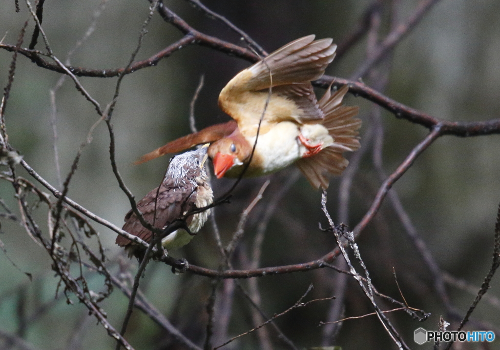勇気をだしなさい！②