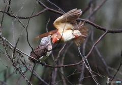 勇気をだしなさい！②