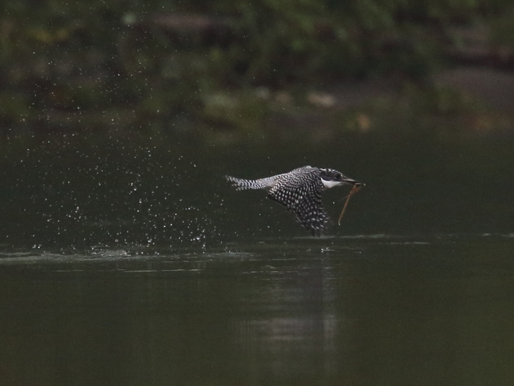 ヤマセミ　ダイブ