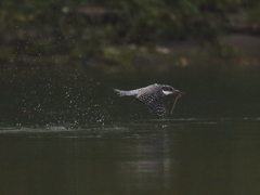 ヤマセミ　ダイブ