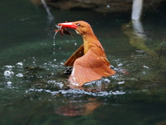 アカショウビン