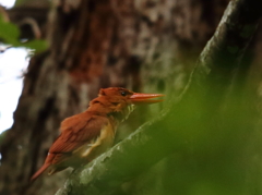 アカショウビン