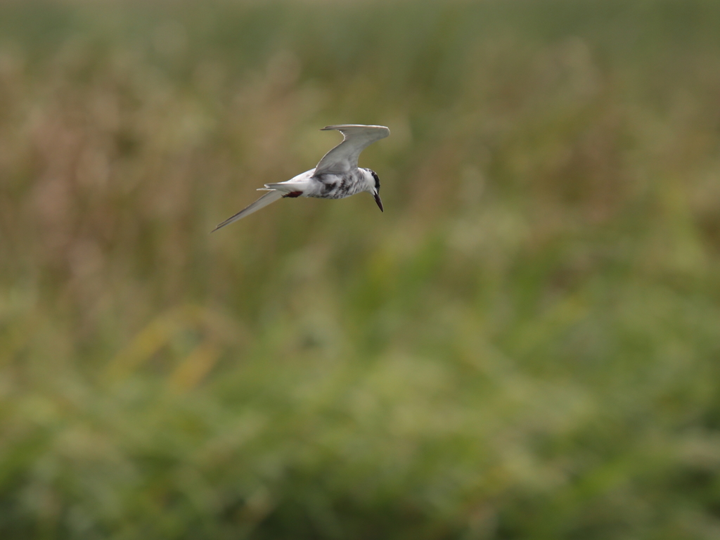 クロハラアジサシ