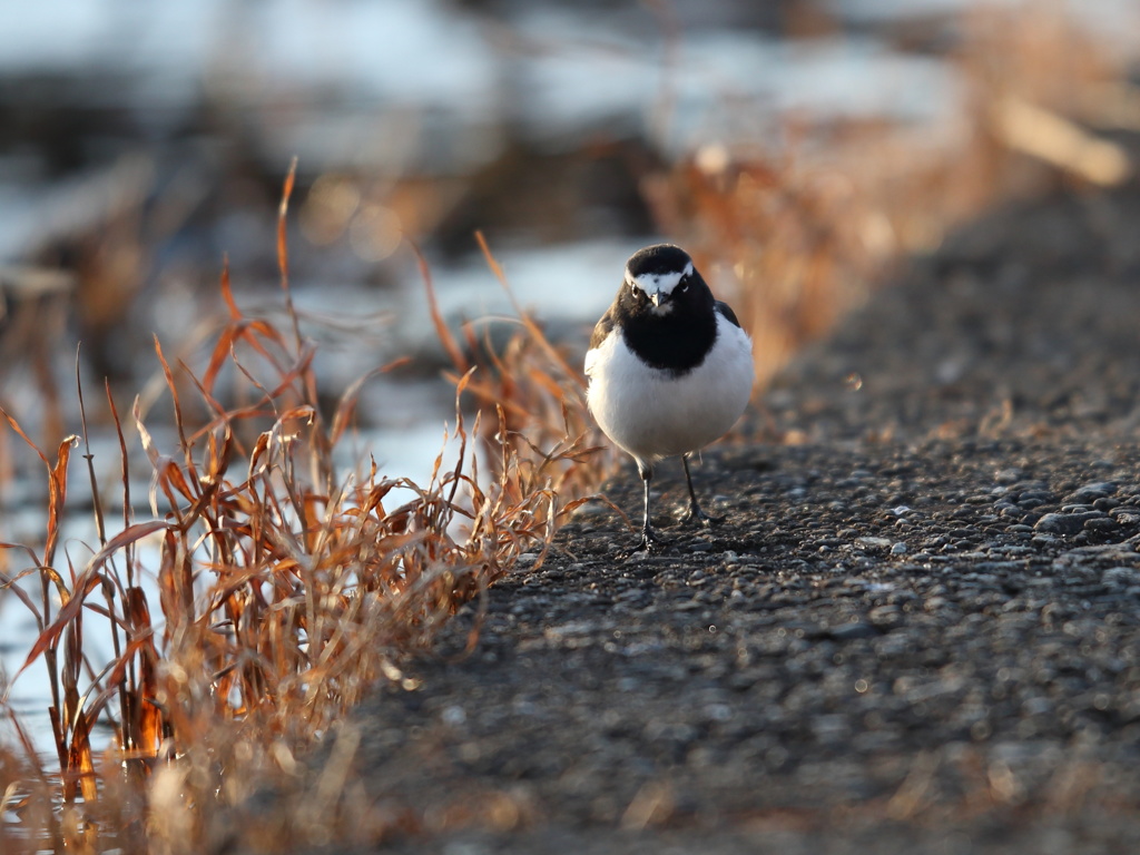 セグロセキレイ