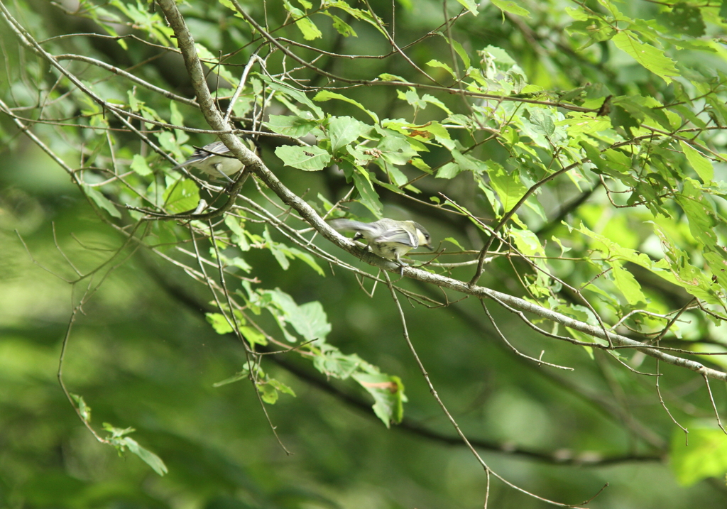 喧嘩のはじまり