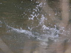 ヤマセミ　ドボン