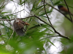 サンコウチョウ・雛