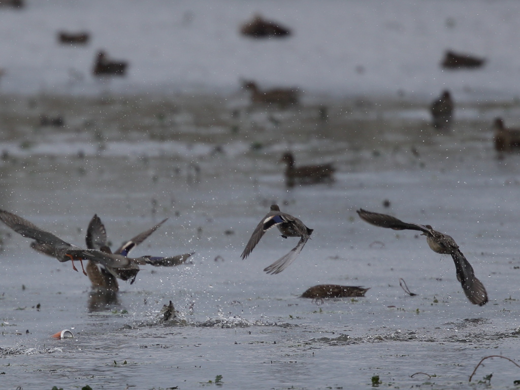 ツルシギとコガモ