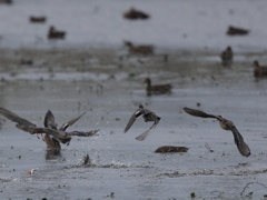 ツルシギとコガモ