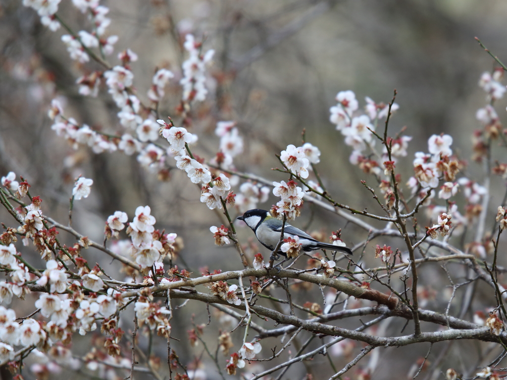 梅にシジュウカラ