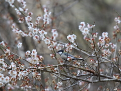 梅にシジュウカラ