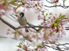 桜とスズメ