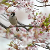 桜とスズメ
