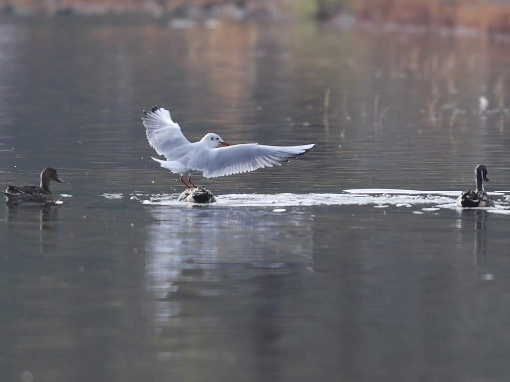 いい所にいい物が在るじゃないか。