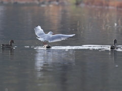 いい所にいい物が在るじゃないか。