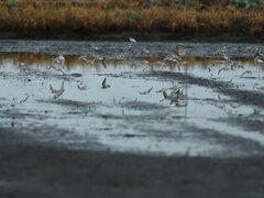 大沼の野鳥
