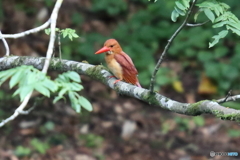 アカショウビン