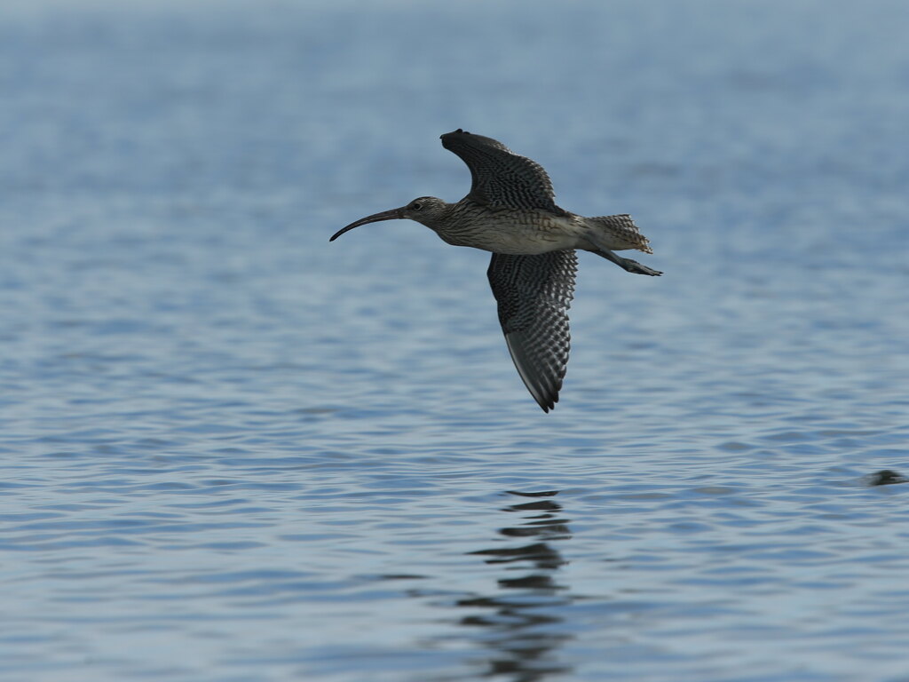 ホウロクシギ