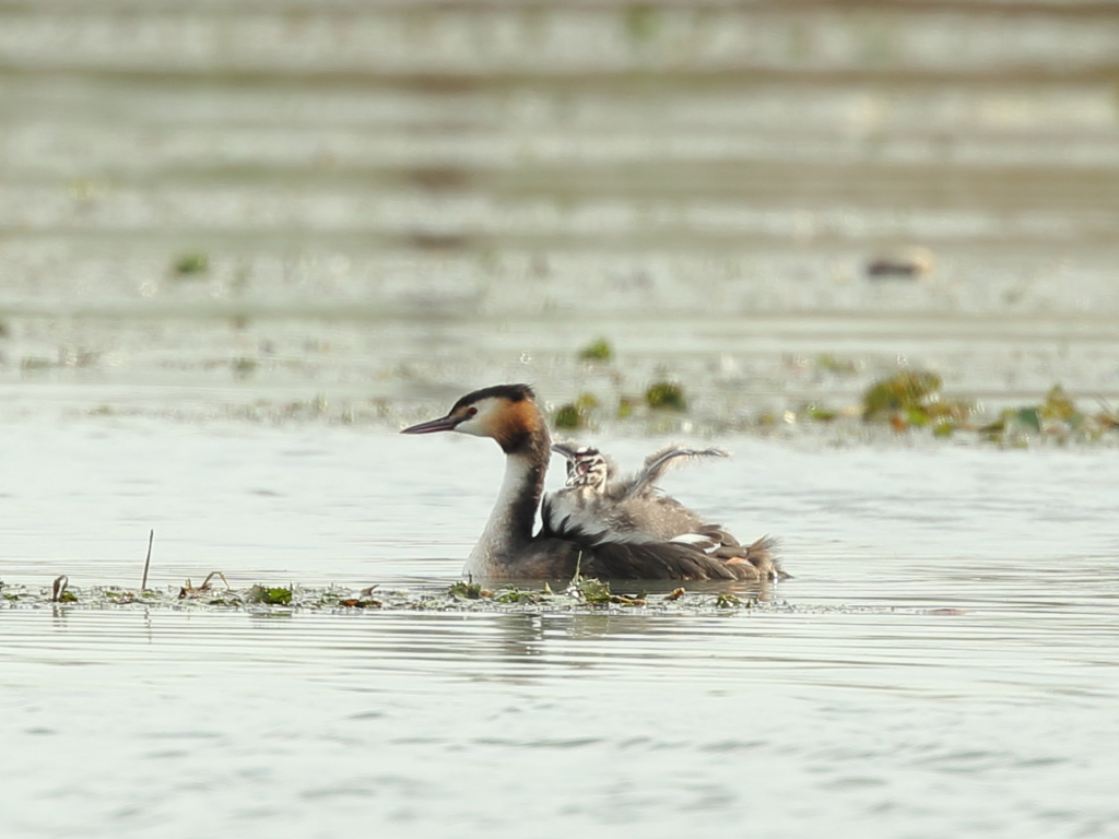 カンムリカイツブリ