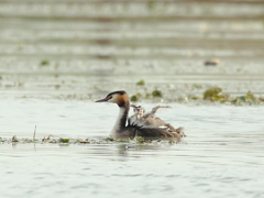 カンムリカイツブリ