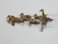 カルガモ雛②