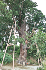 蔵王　だるま杉