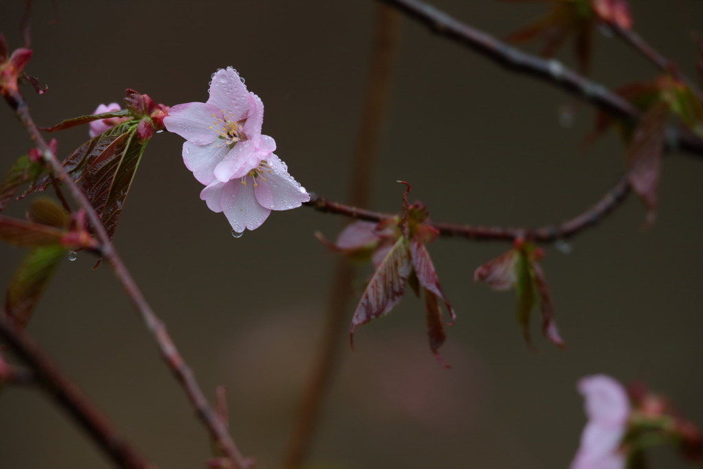 山桜