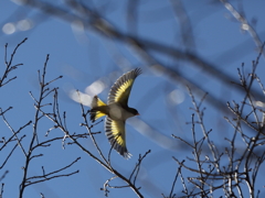 カワラヒワ カワラヒワ
