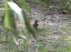 泥んこ遊びのコゲラ君