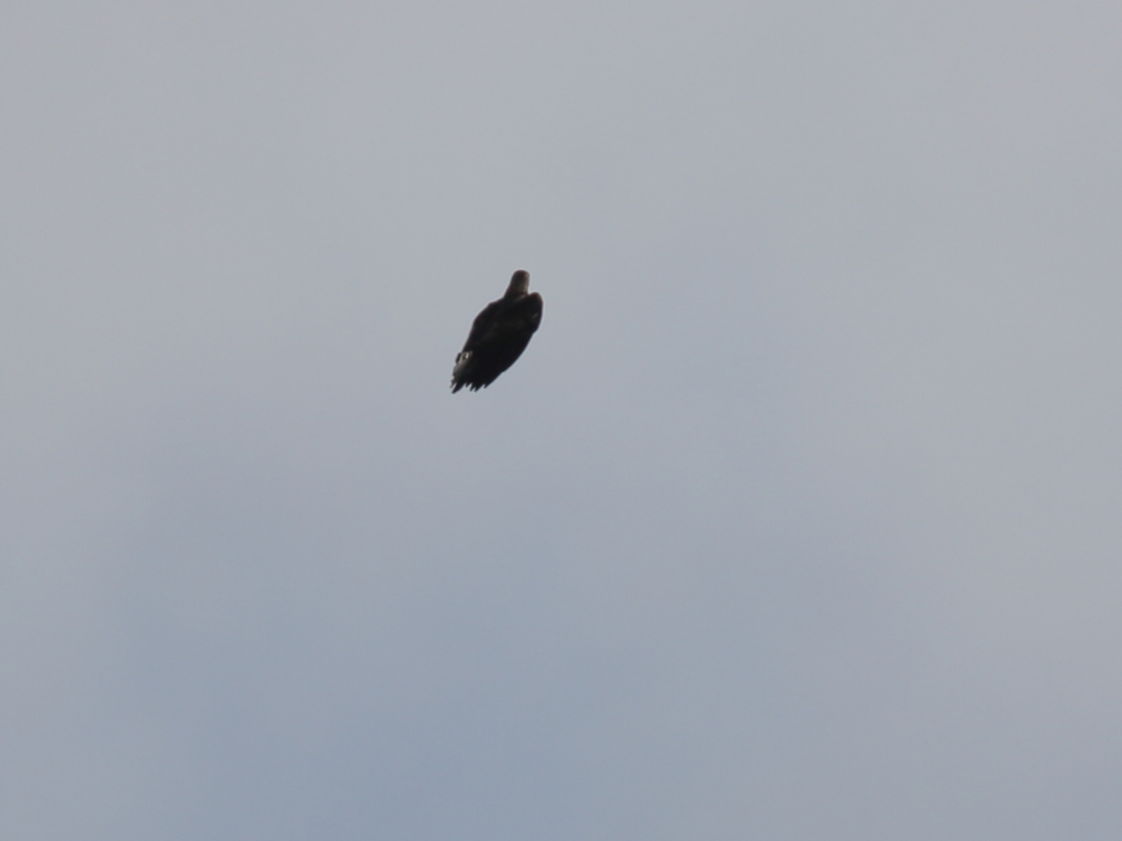 イヌワシ波状飛行⑧