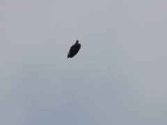 イヌワシ波状飛行⑧
