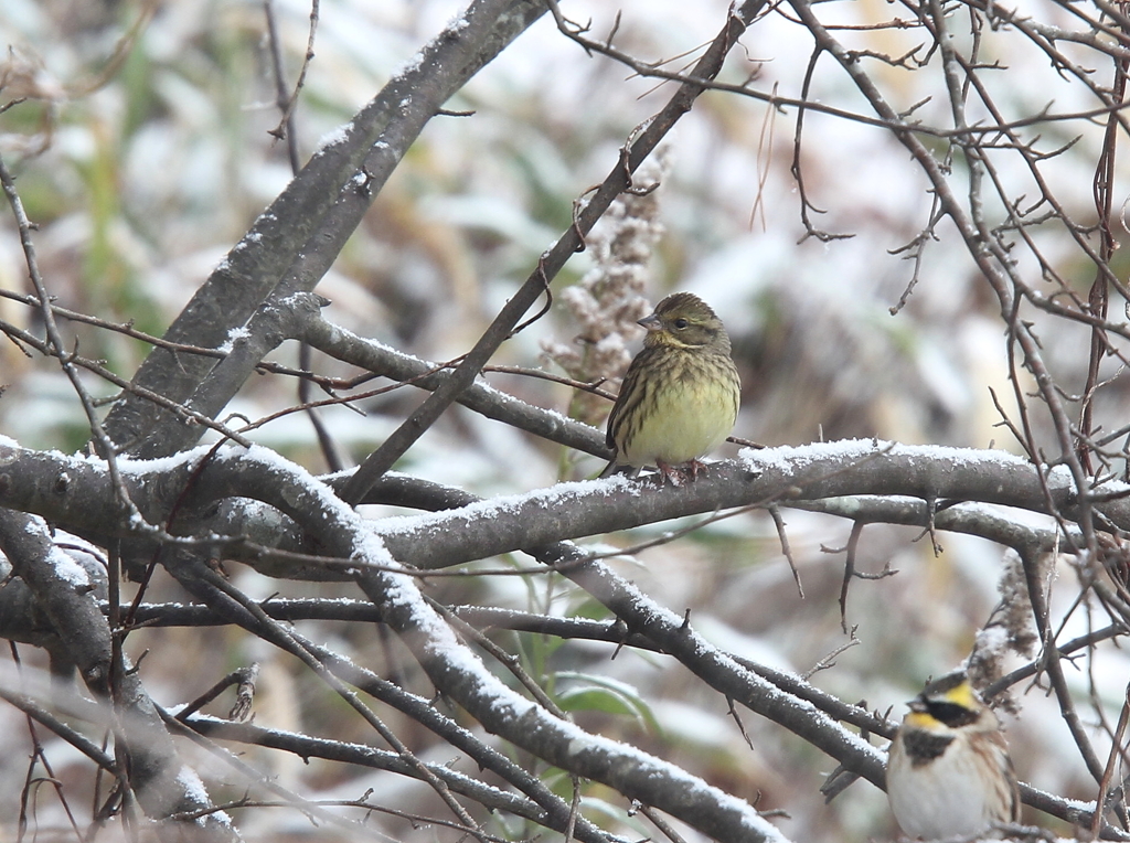 雪の小枝に　アオジ♀