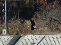 オオワシ