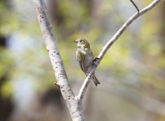 マヒワ♀