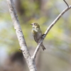 マヒワ♀